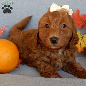 Maple, Mini Goldendoodle Puppy